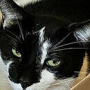 Cowboy is registered to the contest to win money with this photo: cat, close_up, black_and_white, green_eyes, whiskers, face, fur, pet, animal, domestic_animal, resting, calm, portrait, indoor, cute, feline, soft_texture, box, animal_face, relaxed