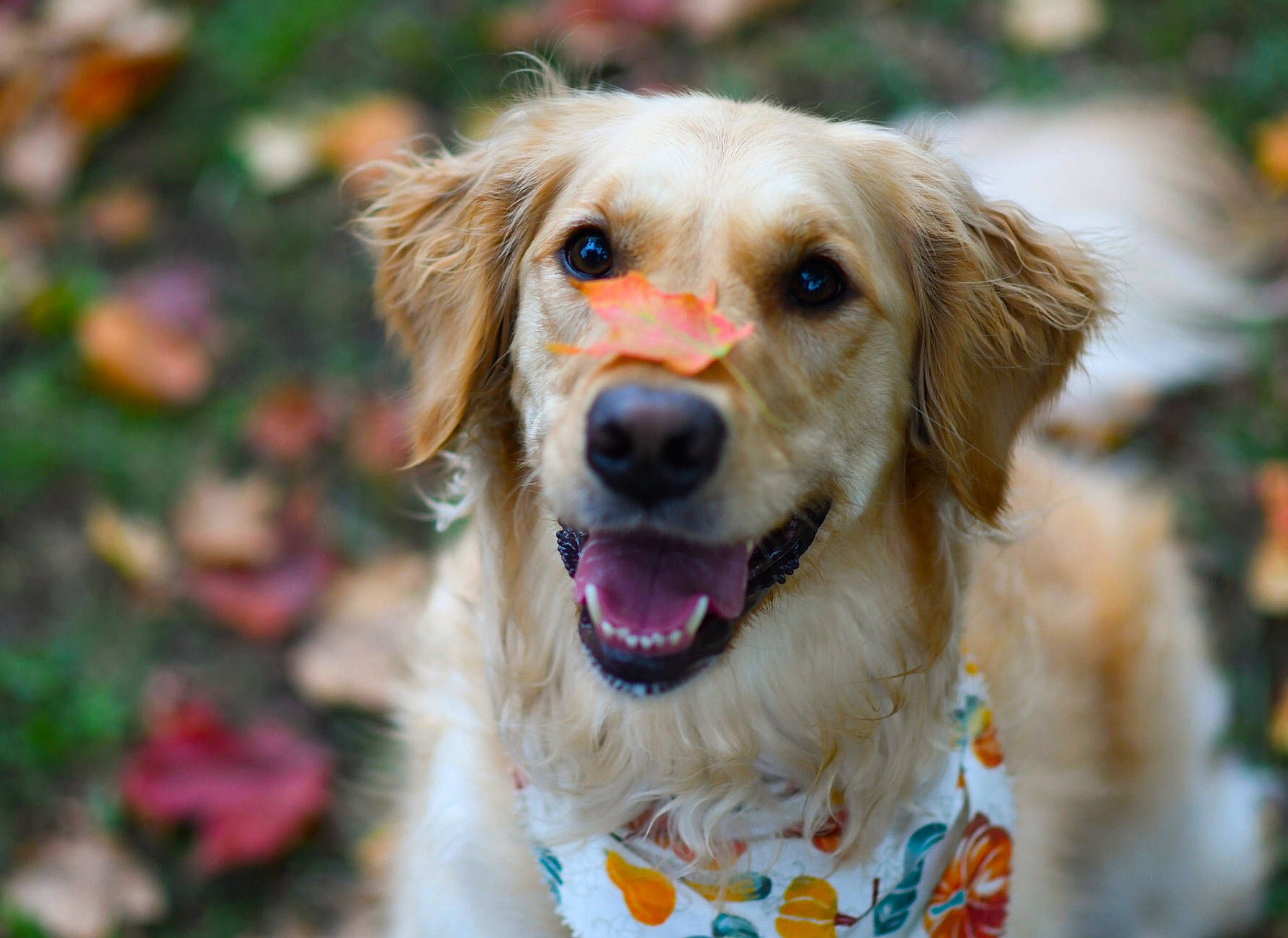 Bryn is registered to the contest to win money with this photo: canidae, carnivore, companion_dog, dog, dog_breed, fawn, fur, grass, gun_dog, plant, puppy, recreation, snout, sporting_group, tree, whiskers, wildlife