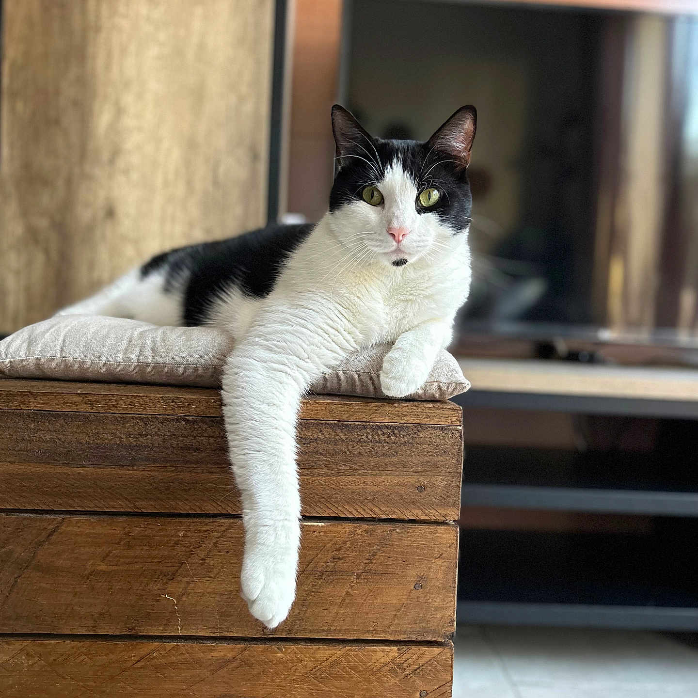Timba participe au concours pour gagner de l'argent avec cette photo : abyssinian, animal, box, cat, computerhardware, drawer, electronics, furniture, hardware, hardwood, indoors, interiordesign, kitten, manx, monitor, pet, plywood, screen, stainedwood, wood