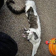 Ilium joined the competition — help win amazing prizes! cat, gray_and_white, stretched_out, carpet, indoor, pet, animal, curious, long_body, tail, toy, orange, relaxed, feline, whiskers, ears, floor, playful, domestic, cute