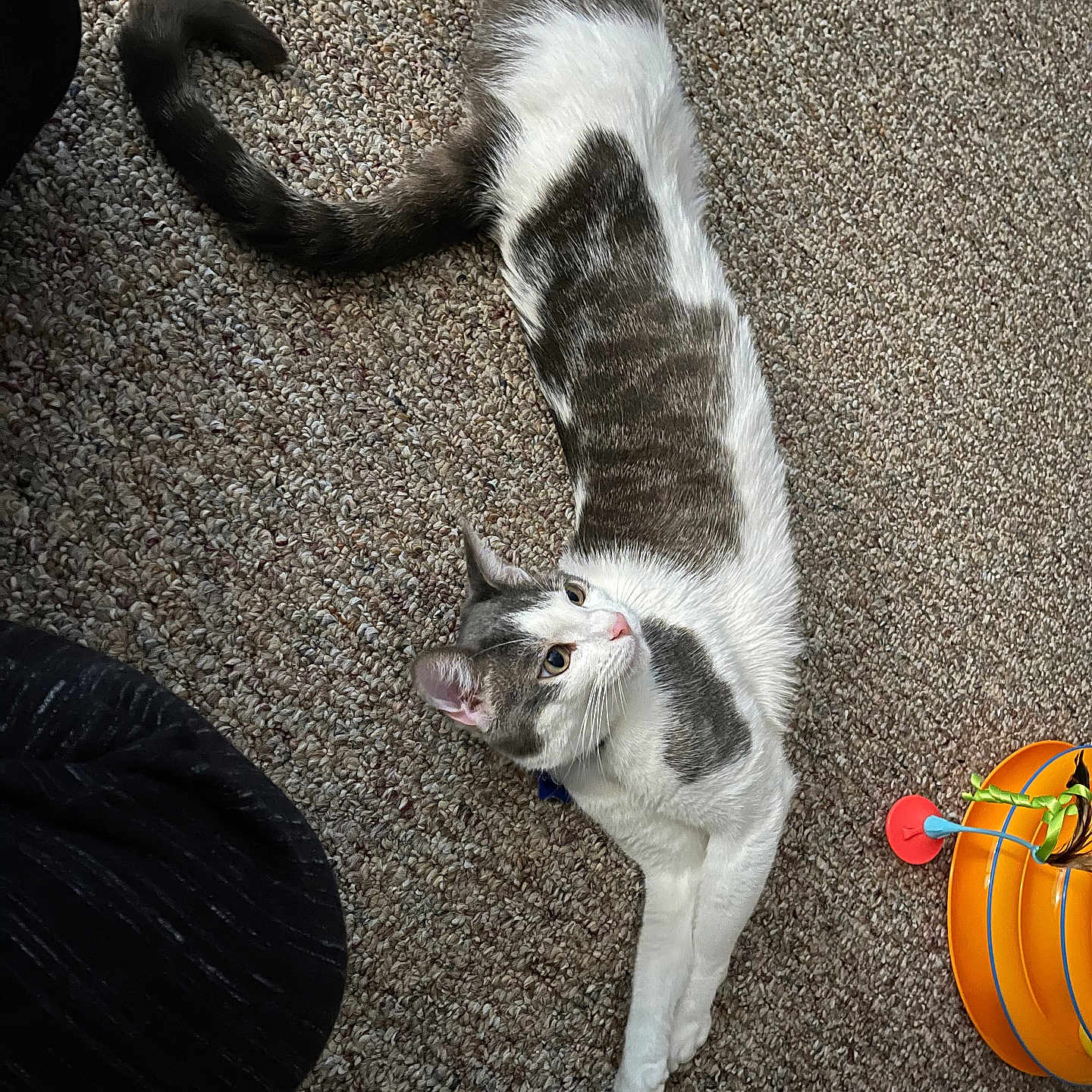 Ilium joined the competition — help win amazing prizes! animal, carpet, cat, curious, cute, domestic, ears, feline, floor, gray_and_white, indoor, long_body, orange, pet, playful, relaxed, stretched_out, tail, toy, whiskers