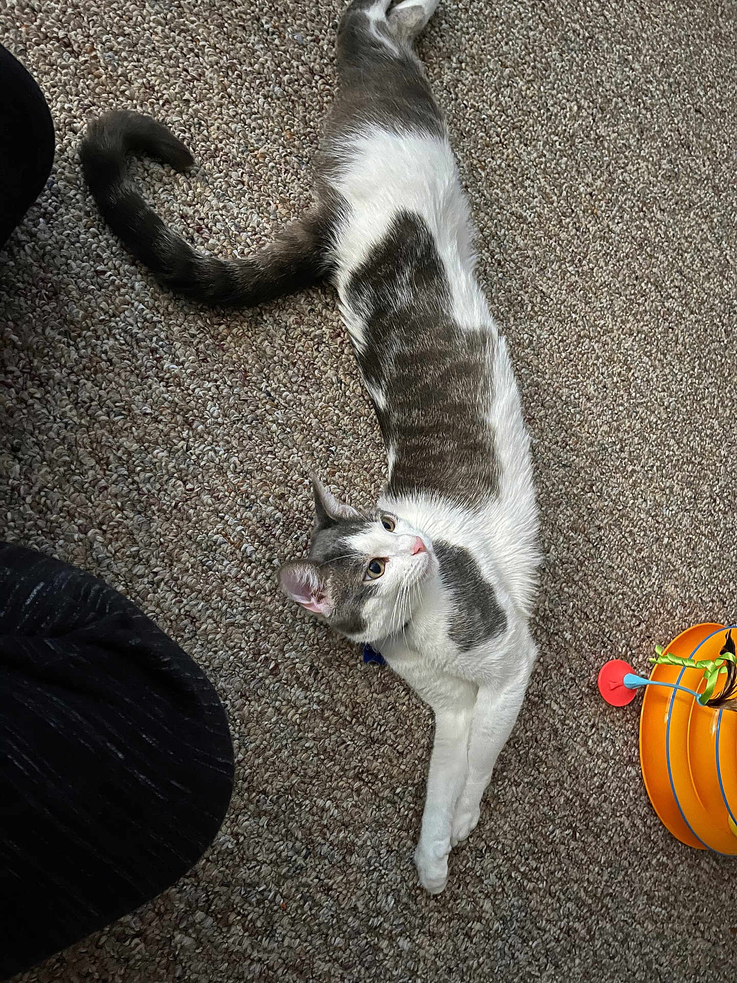 Ilium joined the competition — help win amazing prizes! cat, gray_and_white, stretched_out, carpet, indoor, pet, animal, curious, long_body, tail, toy, orange, relaxed, feline, whiskers, ears, floor, playful, domestic, cute