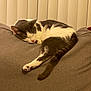 cat, sleeping, gray, white, couch, indoor, pet, feline, resting, cozy, fur, tail, paw, vertical_blinds, home, quiet, domestic, animal, relaxation, comfortable