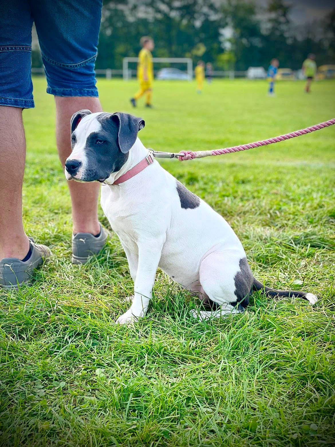 U-dixie a rejoint le concours — aidez-le/la à gagner de superbes lots ! canidae, carnivore, collar, companion_dog, denim, dog, dog_breed, dog_collar, fawn, grass, happy, human_leg, leash, leisure, pet_supply, plant, snout, sporting_group, sports, working_animal