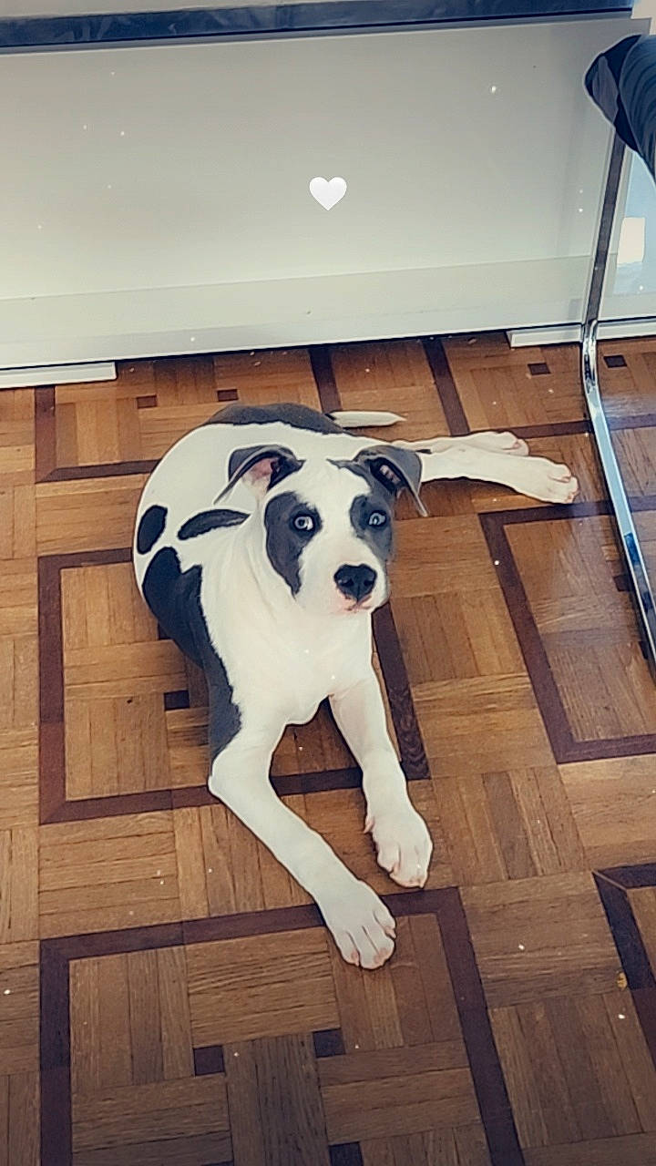 U-dixie participe au concours pour gagner de l'argent avec cette photo : canidae, carnivore, companion_dog, dog, dog_breed, fawn, floor, flooring, fur, guard_dog, hardwood, laminate_flooring, pattern, snout, sporting_group, tail, wood, wood_flooring, wood_stain, working_animal