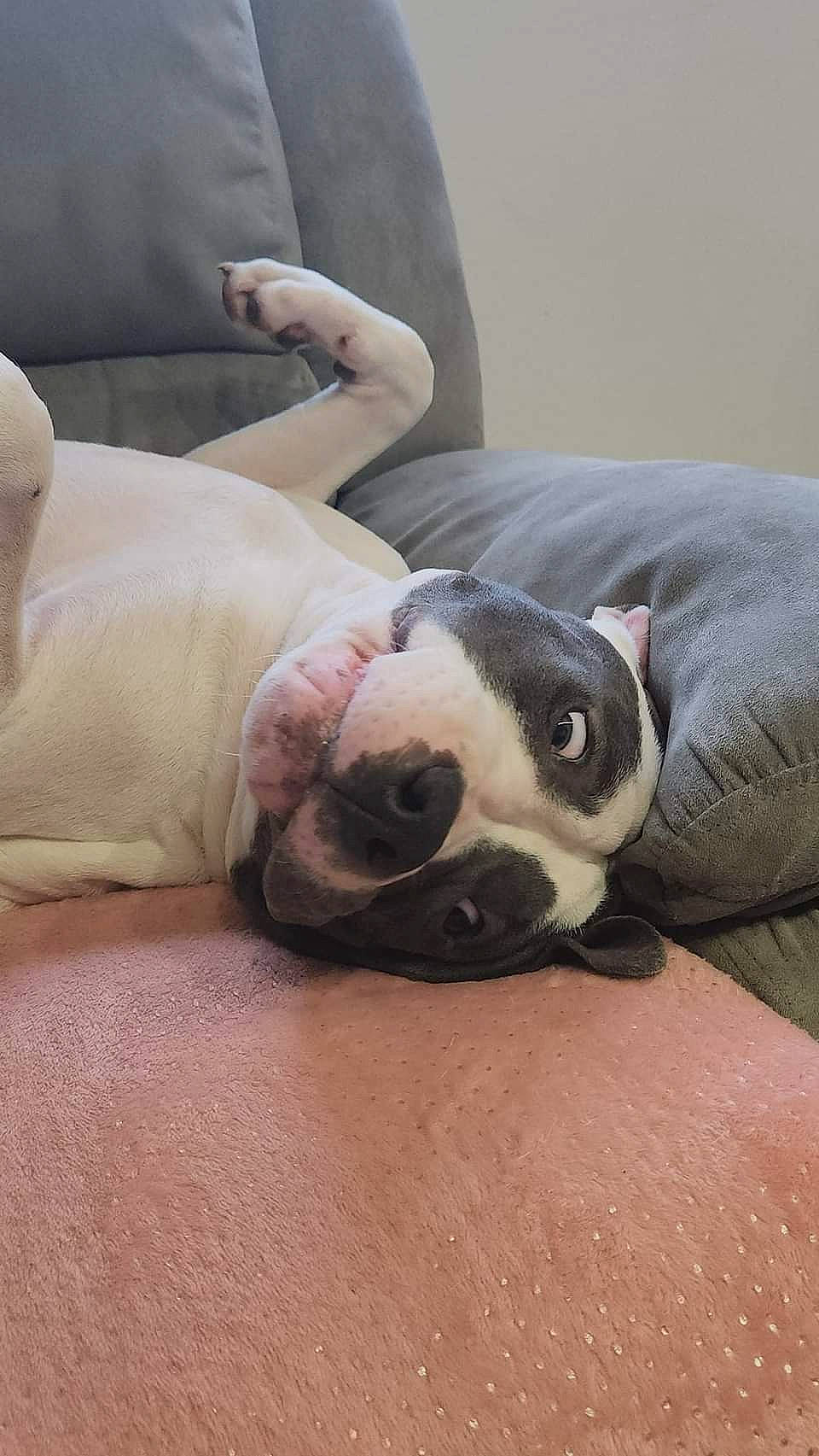 Dixie a rejoint le concours — aidez-le/la à gagner de superbes lots ! boston_terrier, bulldog, canidae, carnivore, comfort, companion_dog, couch, dog, dog_breed, fawn, grey, linens, molosser, snout, sporting_group, terrestrial_animal, vertebrate, whiskers, working_animal, wrinkle