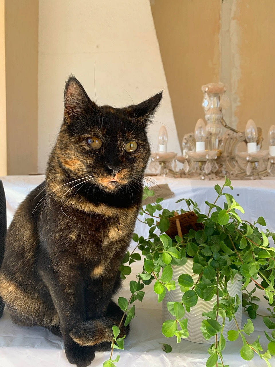Hope participe au concours pour gagner de l'argent avec cette photo : art, black_cat, carnivore, cat, domestic_short_haired_cat, felidae, fur, grass, herb, houseplant, plant, sitting, small_to_medium_sized_cats, snout, tail, terrestrial_animal, whiskers, window