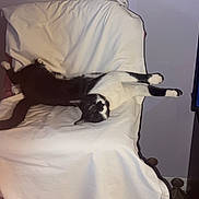Rocky is registered to the contest to win money with this photo: cat, black_and_white_cat, chair, white_cover, relaxed, sprawled, indoor, plant, television, photos, cozy, furniture, pet, animal, resting, home, living_room, domestic, cute, sleepy