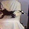 cat, black_and_white_cat, chair, white_cover, relaxed, sprawled, indoor, plant, television, photos, cozy, furniture, pet, animal, resting, home, living_room, domestic, cute, sleepy