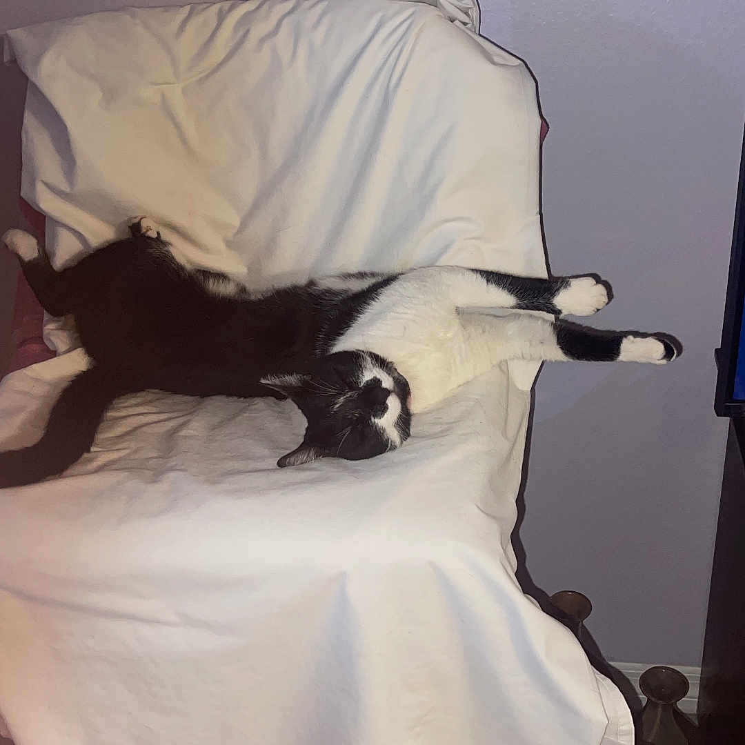 Rocky is registered to the contest to win money with this photo: cat, black_and_white_cat, chair, white_cover, relaxed, sprawled, indoor, plant, television, photos, cozy, furniture, pet, animal, resting, home, living_room, domestic, cute, sleepy