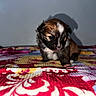 Metro joined the competition — help win amazing prizes! animal, blanket, colorful, cute, dog, fur, fur_color_black, fur_color_brown, fur_color_white, indoor, looking_down, patterned, pet, puppy, shadow, sitting, small, soft_light, wall, young_animal