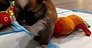 Metro is registered to the contest to win money with this photo: black_fur, brown_fur, couch, cute, dog, exploring, floor, home, indoor, living_room, orange_toy, padded_mat, pet, pet_bed, puppy, small_animal, soft_toy, toy, white_fur, young_dog