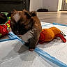 black_fur, brown_fur, couch, cute, dog, exploring, floor, home, indoor, living_room, orange_toy, padded_mat, pet, pet_bed, puppy, small_animal, soft_toy, toy, white_fur, young_dog
