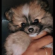 Metro joined the competition — help win amazing prizes! adorable, animal, closeup, cute, dark_background, dog, eyes, face, fluffy, furry, hand, holding, indoor, nose, paw, pet, portrait, puppy, ring, young