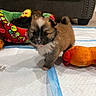 Metro is registered to the contest to win money with this photo: adorable, animal, bed, black, brown, cozy, cute, dog, floor, fur, indoor, living_room, pet, playful, puppy, small, toy, training_pad, white, young