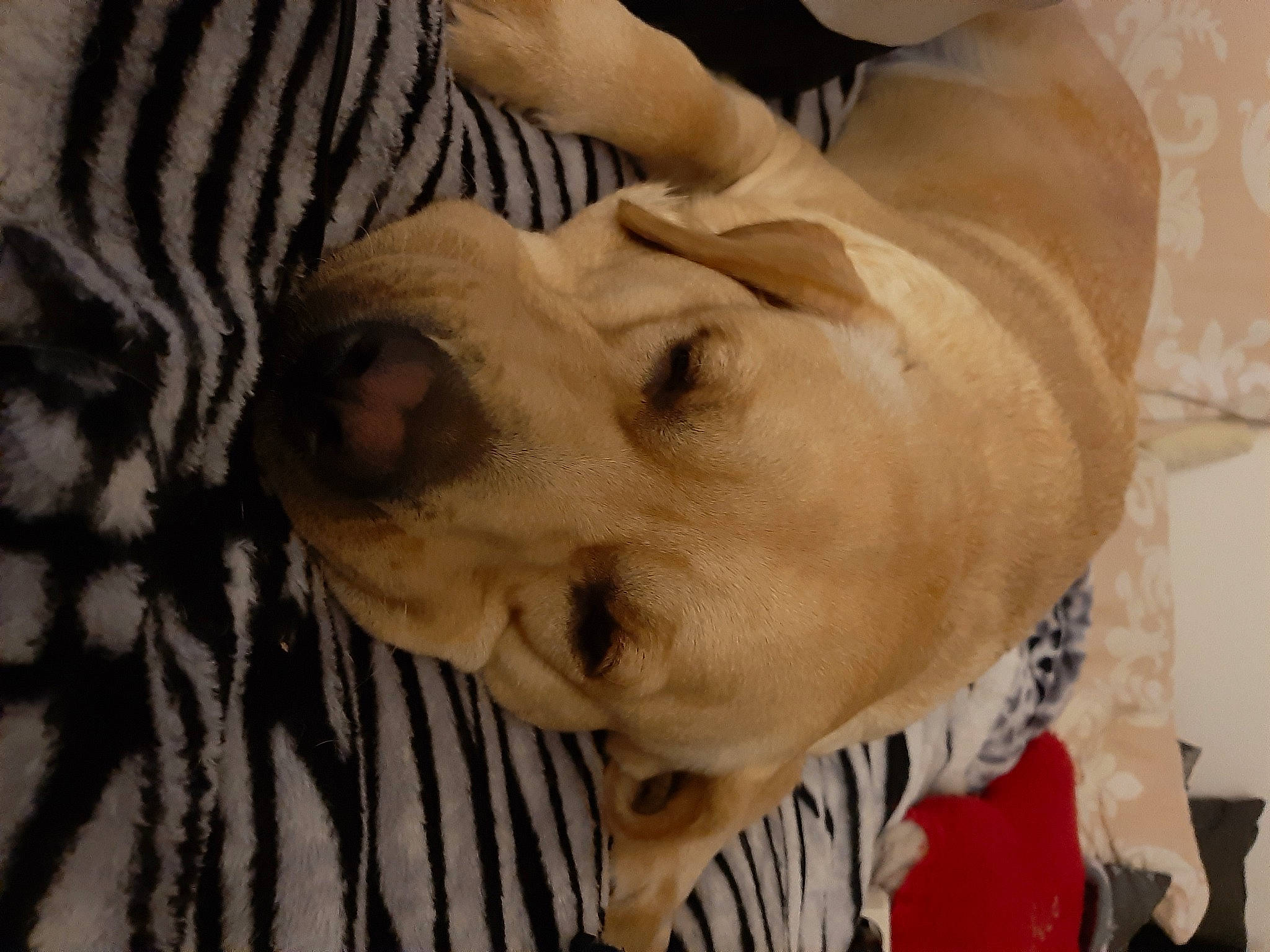 Nina participe au concours pour gagner de l'argent avec cette photo : canidae, carnivore, companion_dog, dog, dog_breed, fawn, mammal, non_sporting_group, nose, old_english_bulldog, ori_pei, puppy_love, shar_pei, snout, sporting_group, vertebrate, wrinkle