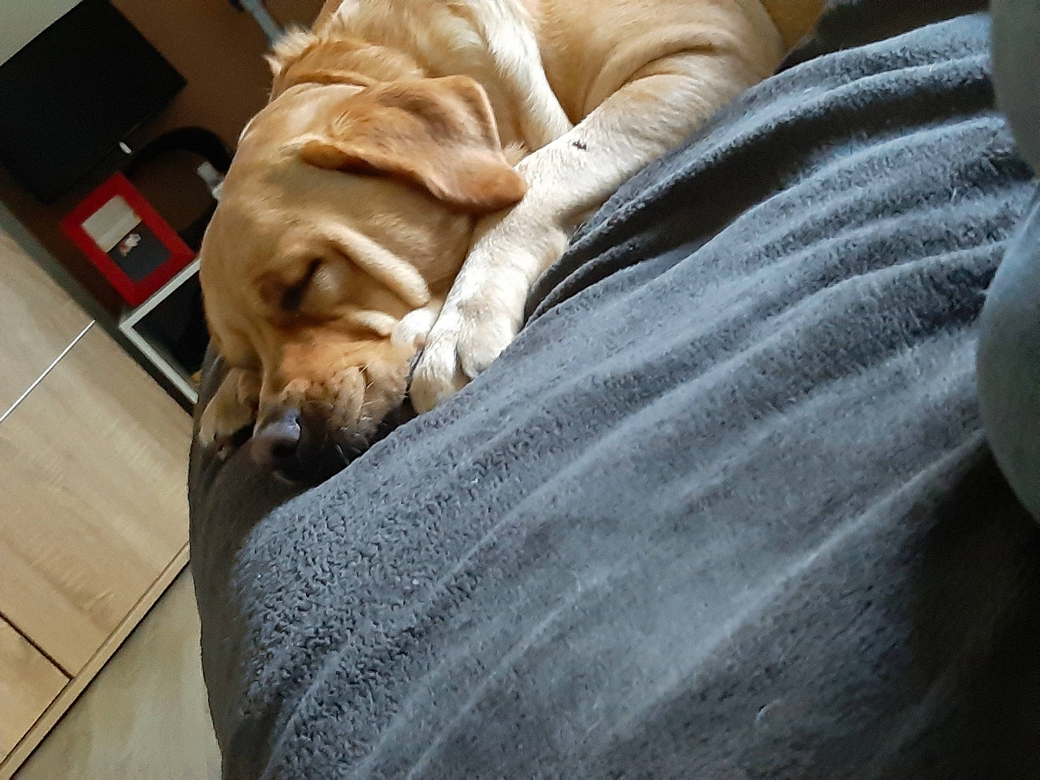 Nina a rejoint le concours — aidez-le/la à gagner de superbes lots ! canidae, carnivore, companion_dog, dog, dog_breed, fawn, labrador_retriever, mammal, nap, puppy_love, shar_pei, snout, sporting_group