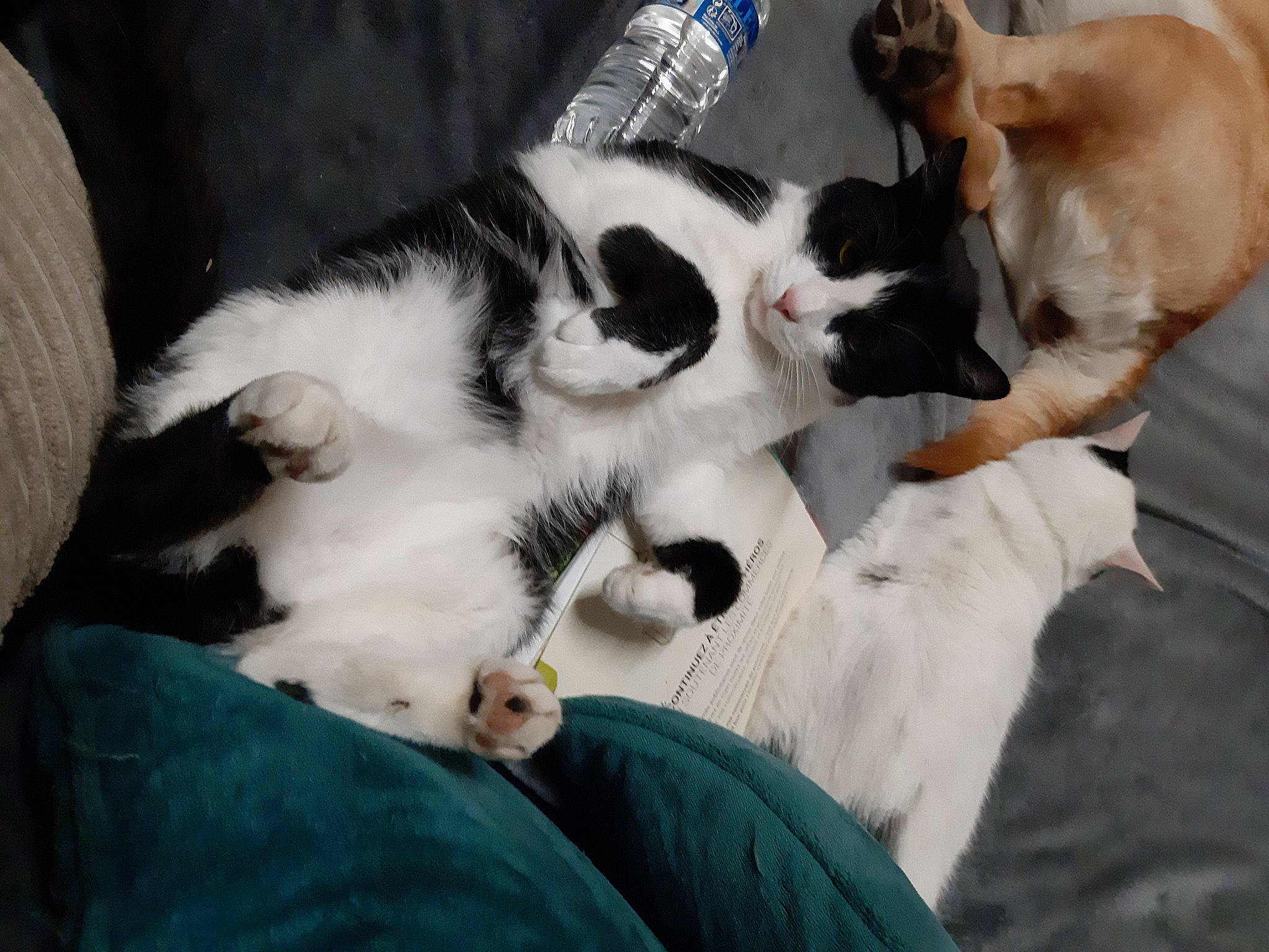 Felix a rejoint le concours — aidez-le/la à gagner de superbes lots ! aegean_cat, canidae, carnivore, cat, dog_breed, felidae, fur, kitten, paw, small_to_medium_sized_cats, sporting_group, whiskers