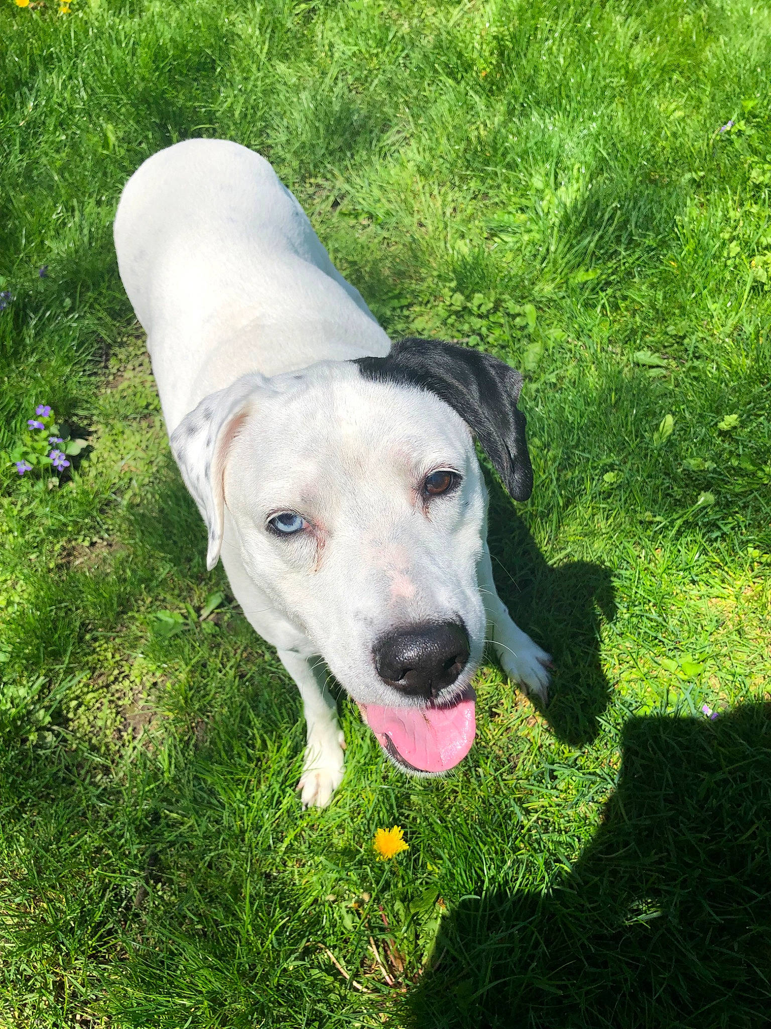 Mallory is registered to the contest to win money with this photo: canidae, carnivore, catahoula_bulldog, companion_dog, dog, dog_breed, fawn, grass, labrador_retriever, mammal, mountain_cur, plant, rare_breed_dog, retriever, snout, sporting_group, vertebrate