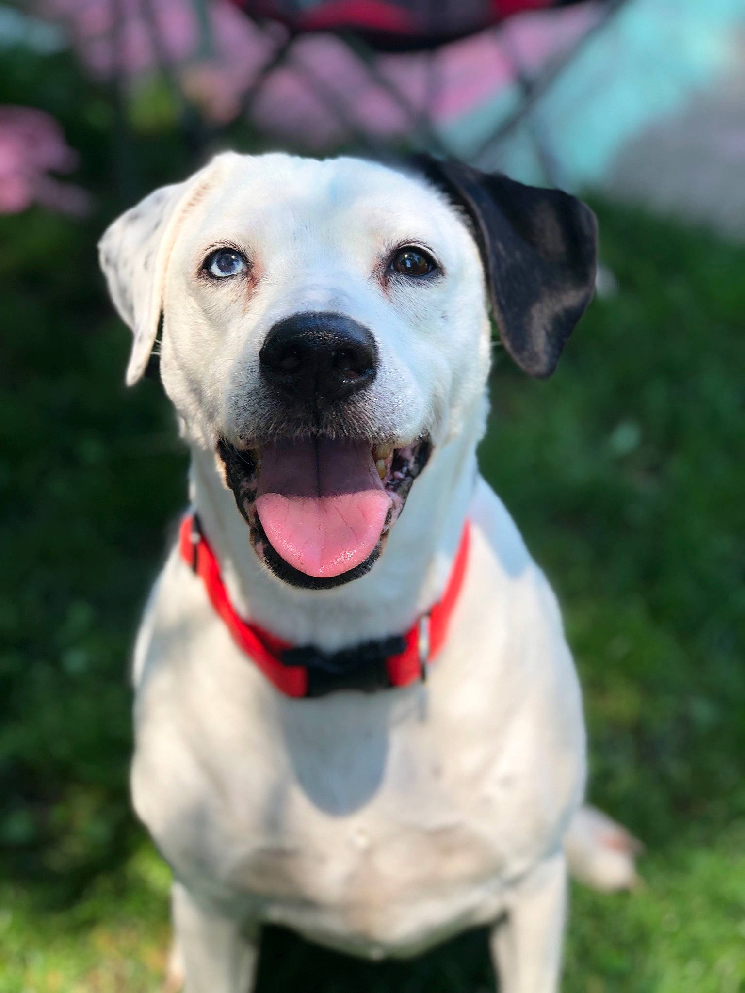 Mallory joined the competition — help win amazing prizes! canidae, carnivore, companion_dog, dog, dog_breed, fawn, hunting_dog, labrador_retriever, mammal, rare_breed_dog, retriever, snout, sporting_group, vertebrate, whiskers