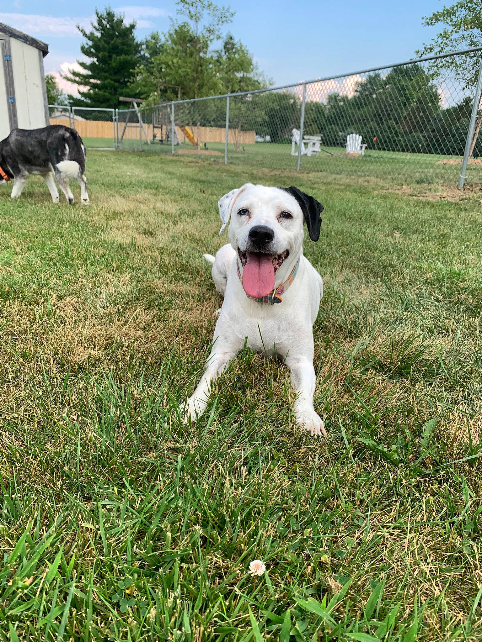 Mallory joined the competition — help win amazing prizes! canidae, carnivore, central_asian_shepherd_dog, companion_dog, dog, dog_breed, grass, labrador_retriever, mammal, puppy, rare_breed_dog, sporting_group, vertebrate