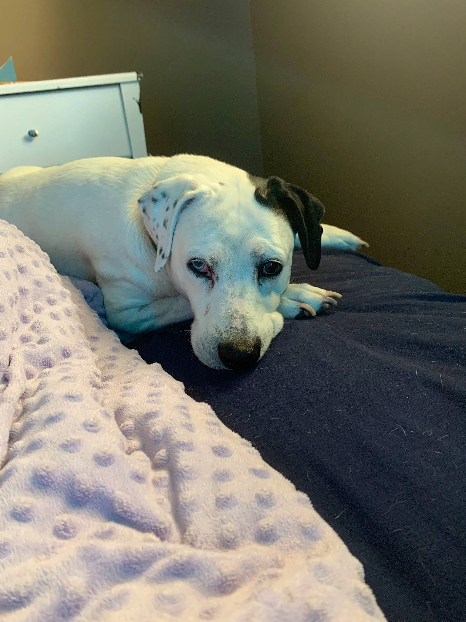 Mallory is registered to the contest to win money with this photo: american_bulldog, canidae, carnivore, companion_dog, dog, dog_breed, fawn, mammal, non_sporting_group, puppy, snout, sporting_group