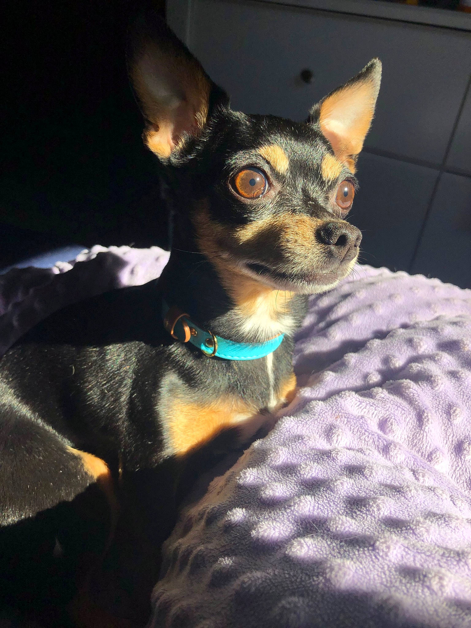 Toby joined the competition — help win amazing prizes! canidae, carnivore, dog, dog_breed, ear, english_toy_terrier, german_pinscher, mammal, miniature_fox_terrier, miniature_pinscher, pinscher, prazsky_krysarik, rat_terrier, russkiy_toy, snout, toy_dog, toy_fox_terrier, toy_manchester_terrier, vertebrate, whiskers