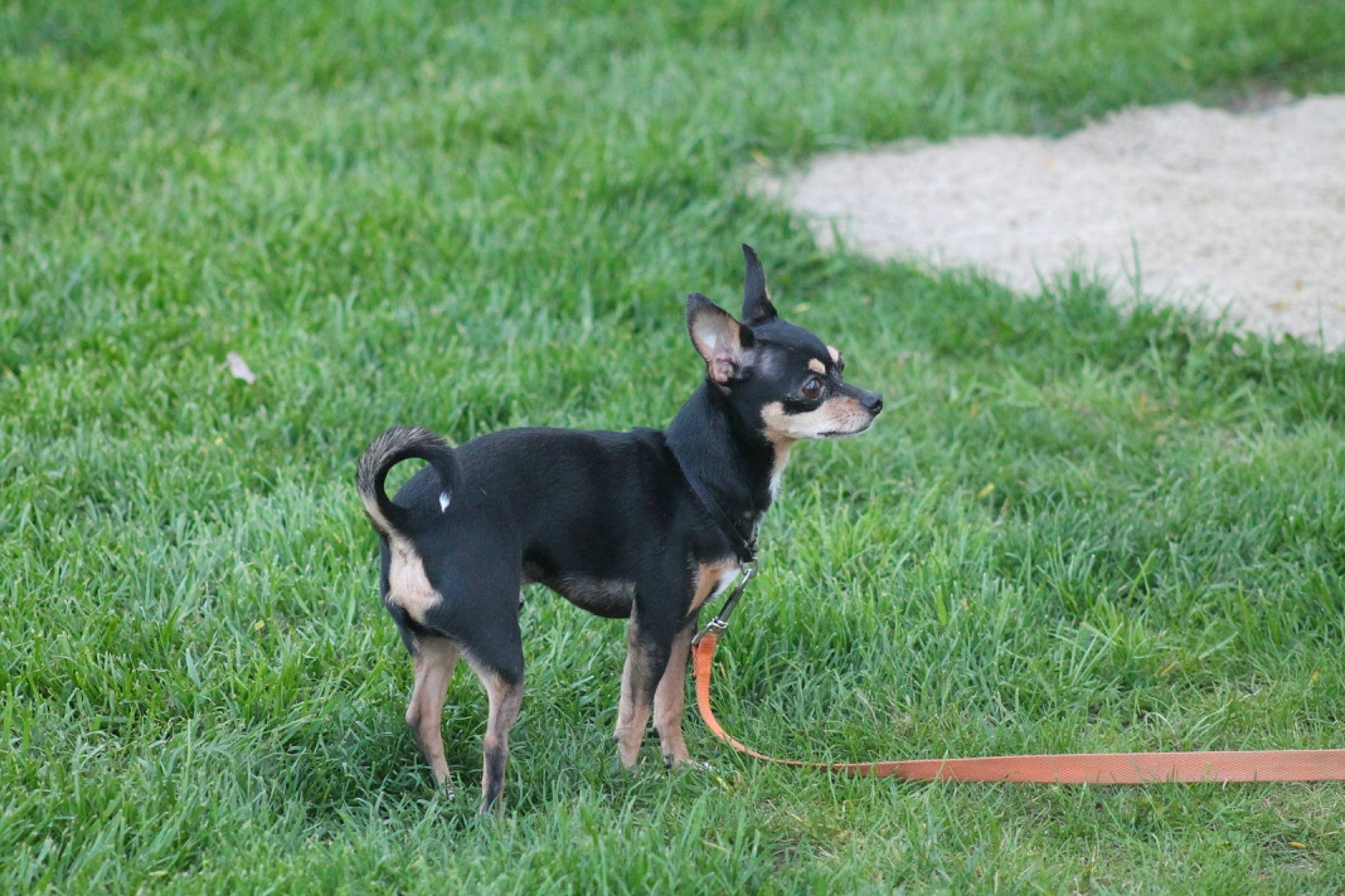 Toby is registered to the contest to win money with this photo: black_and_tan_terrier, canidae, carnivore, companion_dog, dog, dog_breed, english_toy_terrier, german_pinscher, guard_dog, lancashire_heeler, mammal, manchester_terrier, miniature_pinscher, pinscher, prazsky_krysarik, russkiy_toy, toy_dog, toy_manchester_terrier, vertebrate, working_dog