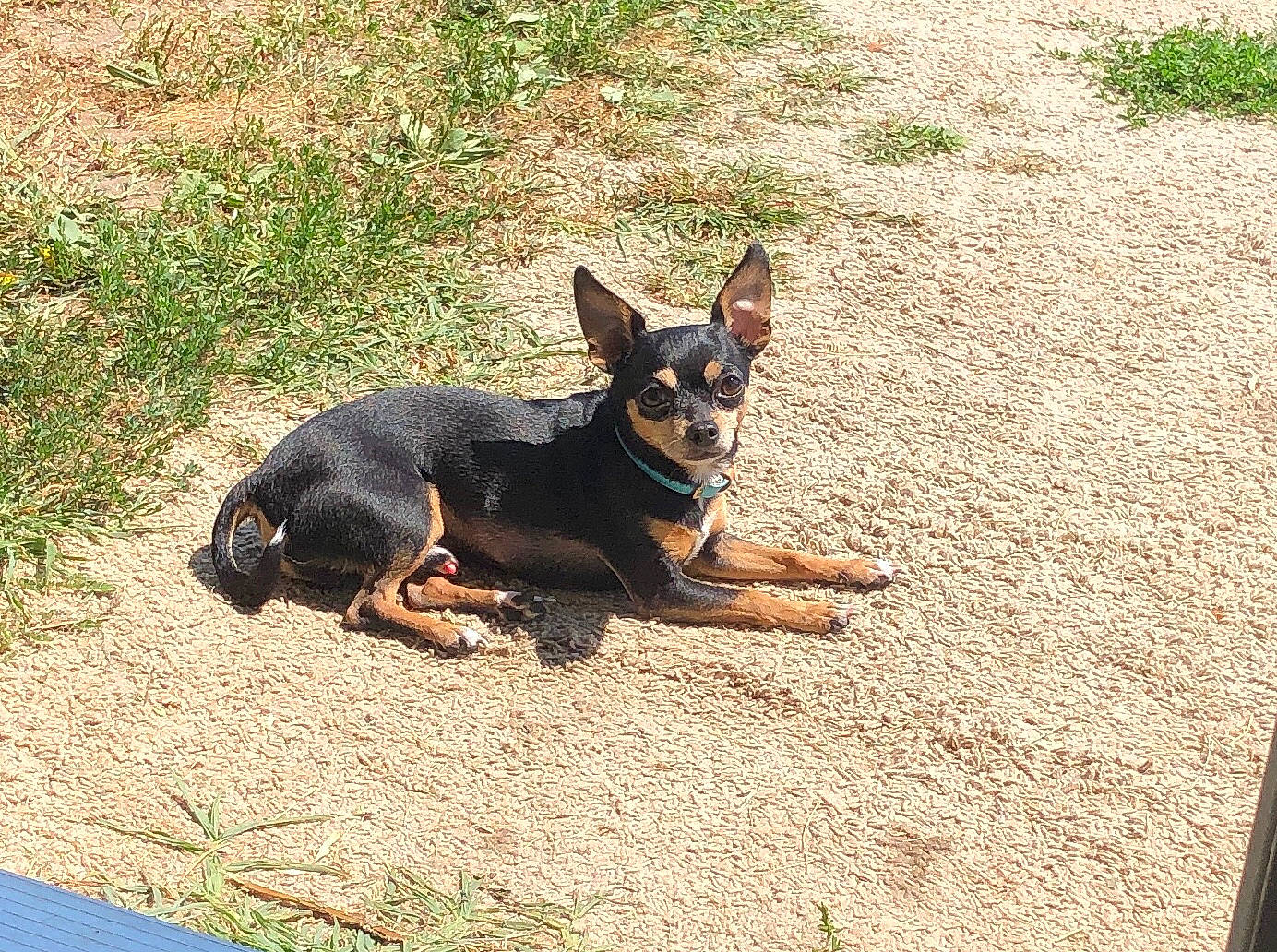 Toby joined the competition — help win amazing prizes! australian_kelpie, canidae, carnivore, chihuahua, dobermann, dog, dog_breed, english_toy_terrier, german_pinscher, guard_dog, lancashire_heeler, mammal, manchester_terrier, miniature_pinscher, pinscher, prazsky_krysarik, russkiy_toy, toy_dog, toy_manchester_terrier, vertebrate