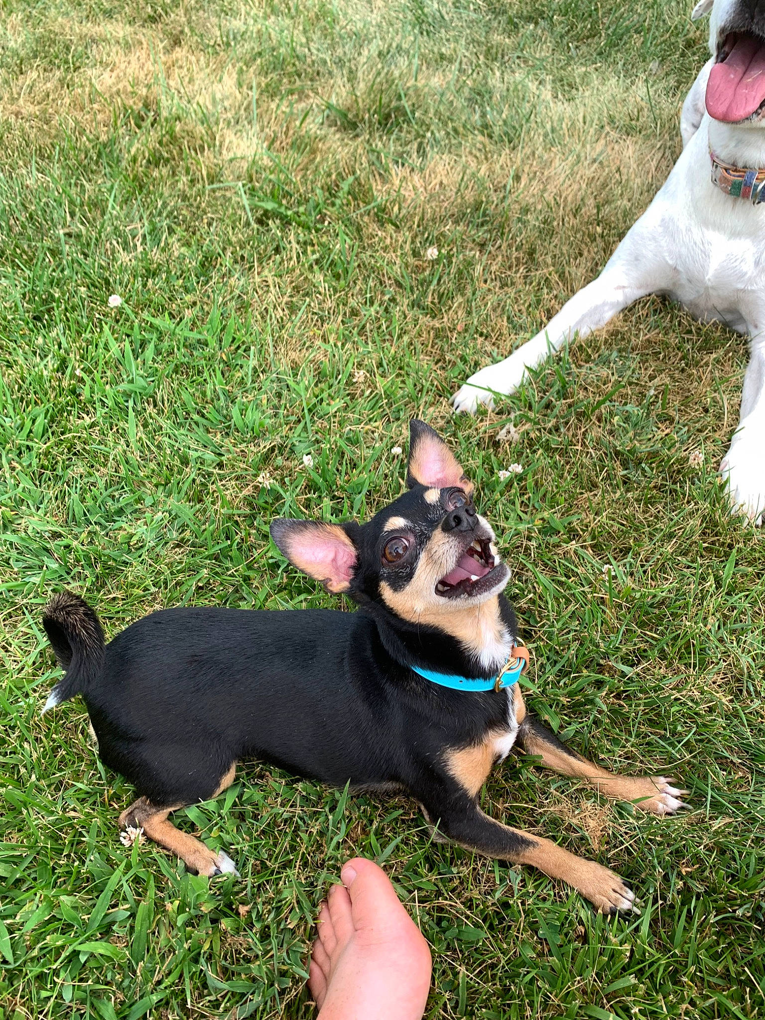 Toby is registered to the contest to win money with this photo: australian_kelpie, canidae, carnivore, companion_dog, corgi_chihuahua, dog, dog_breed, english_toy_terrier, feist, german_pinscher, grass, mammal, miniature_pinscher, plant, puppy, rat_terrier, sporting_group, tail, vertebrate, working_dog