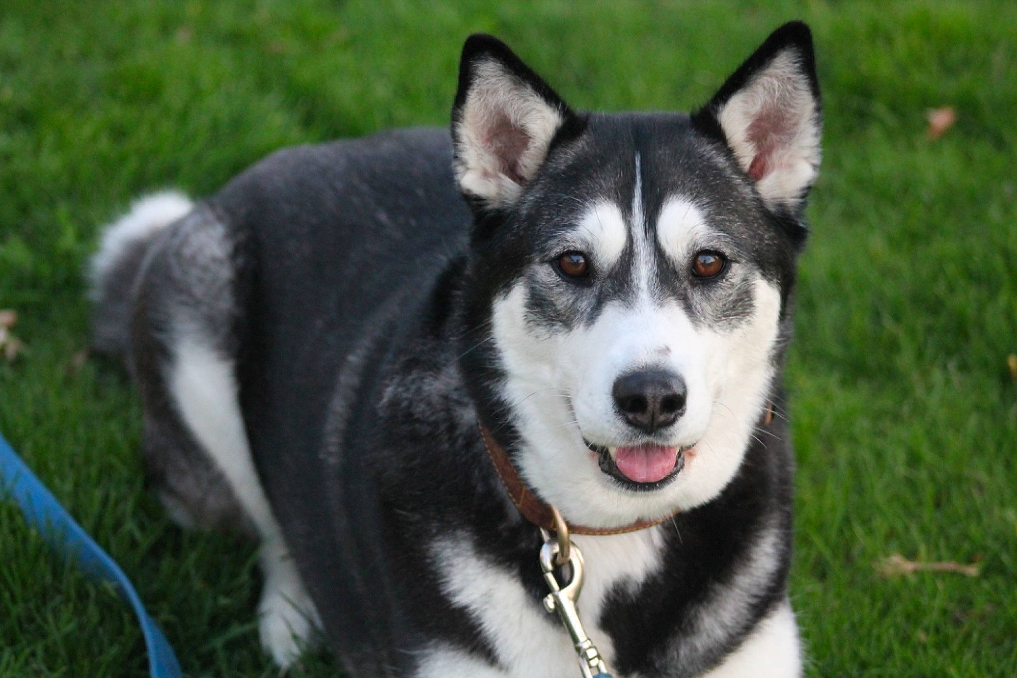 Breezy joined the competition — help win amazing prizes! alaskan_klee_kai, alaskan_malamute, canadian_eskimo_dog, canidae, carnivore, dog, dog_breed, east_siberian_laika, jamthund, lapponian_herder, mammal, miniature_siberian_husky, native_american_indian_dog, northern_inuit_dog, sakhalin_husky, seppala_siberian_sleddog, siberian_husky, sled_dog, tamaskan_dog, vertebrate