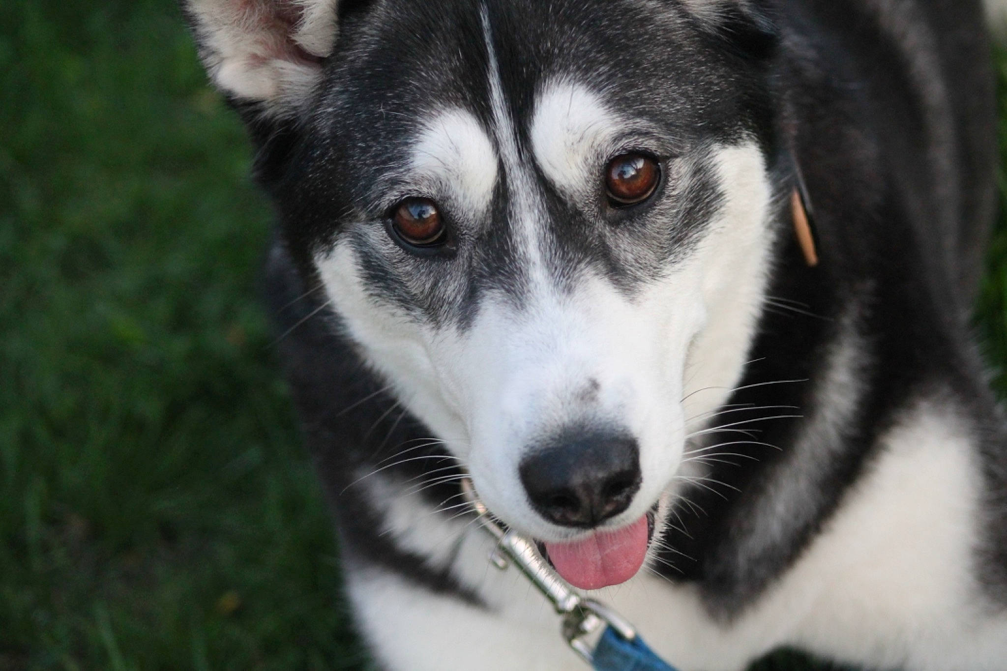 Breezy joined the competition — help win amazing prizes! alaskan_malamute, canadian_eskimo_dog, canidae, carnivore, dog, dog_breed, east_siberian_laika, mammal, miniature_siberian_husky, native_american_indian_dog, northern_inuit_dog, saarloos_wolfdog, sakhalin_husky, seppala_siberian_sleddog, siberian_husky, sled_dog, snout, tamaskan_dog, vertebrate, wolfdog