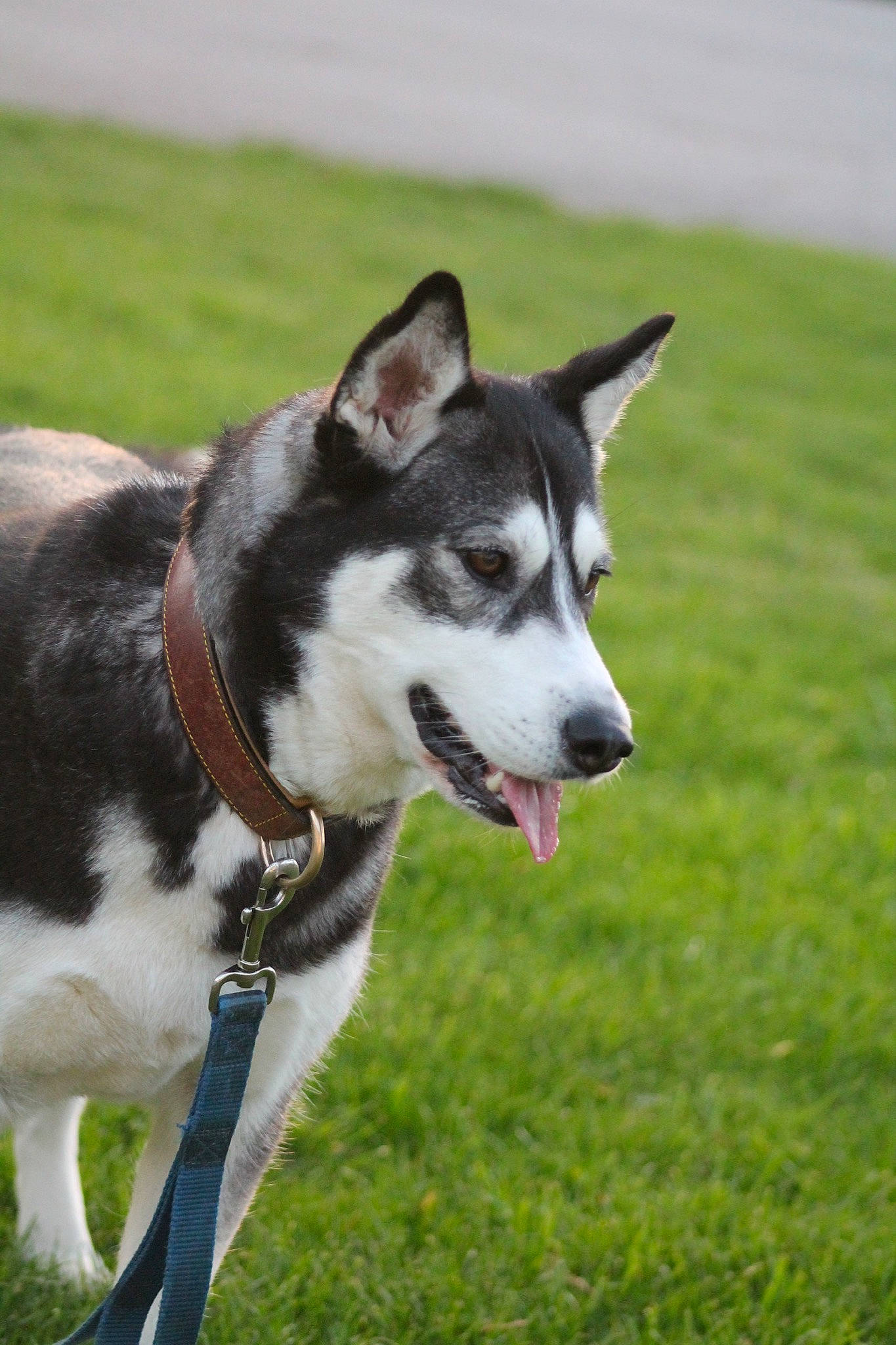 Breezy is registered to the contest to win money with this photo: alaskan_klee_kai, alaskan_malamute, canidae, carnivore, dog, dog_breed, grass, mammal, miniature_siberian_husky, northern_inuit_dog, rare_breed_dog, sakhalin_husky, seppala_siberian_sleddog, siberian_husky, sled_dog, snout, sporting_group, tamaskan_dog, vertebrate, wolfdog