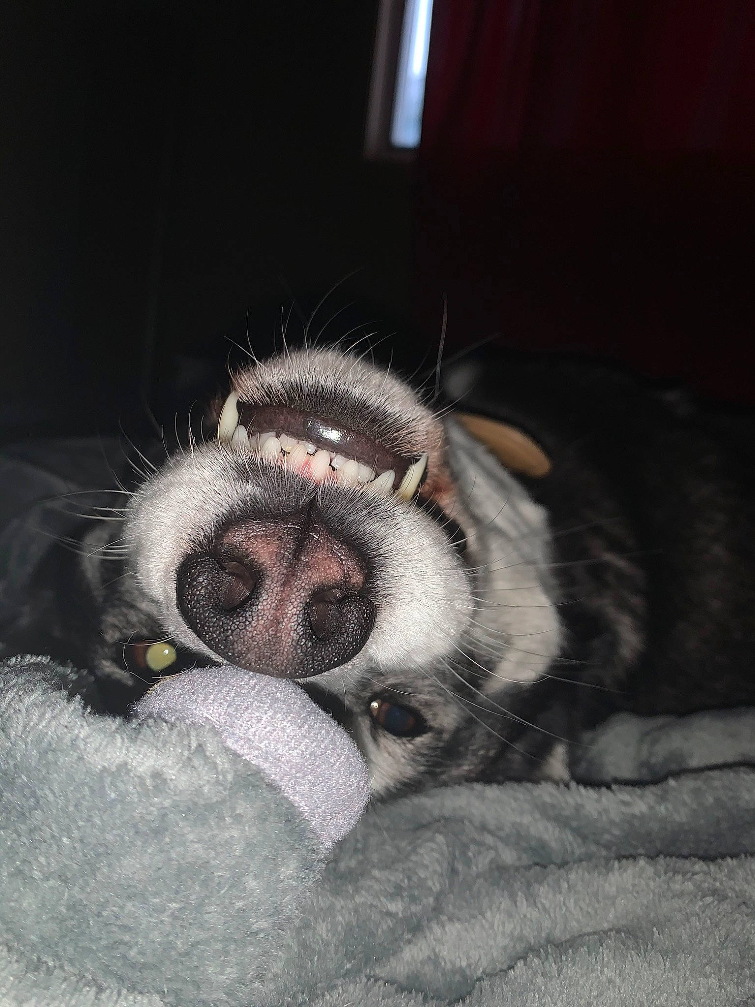 Breezy joined the competition — help win amazing prizes! alaskan_malamute, canidae, carnivore, cat, dog, dog_breed, ear, eye, facial_expression, fur, mammal, mouth, non_sporting_group, nose, puppy, siberian_husky, sleep, snout, tongue, whiskers