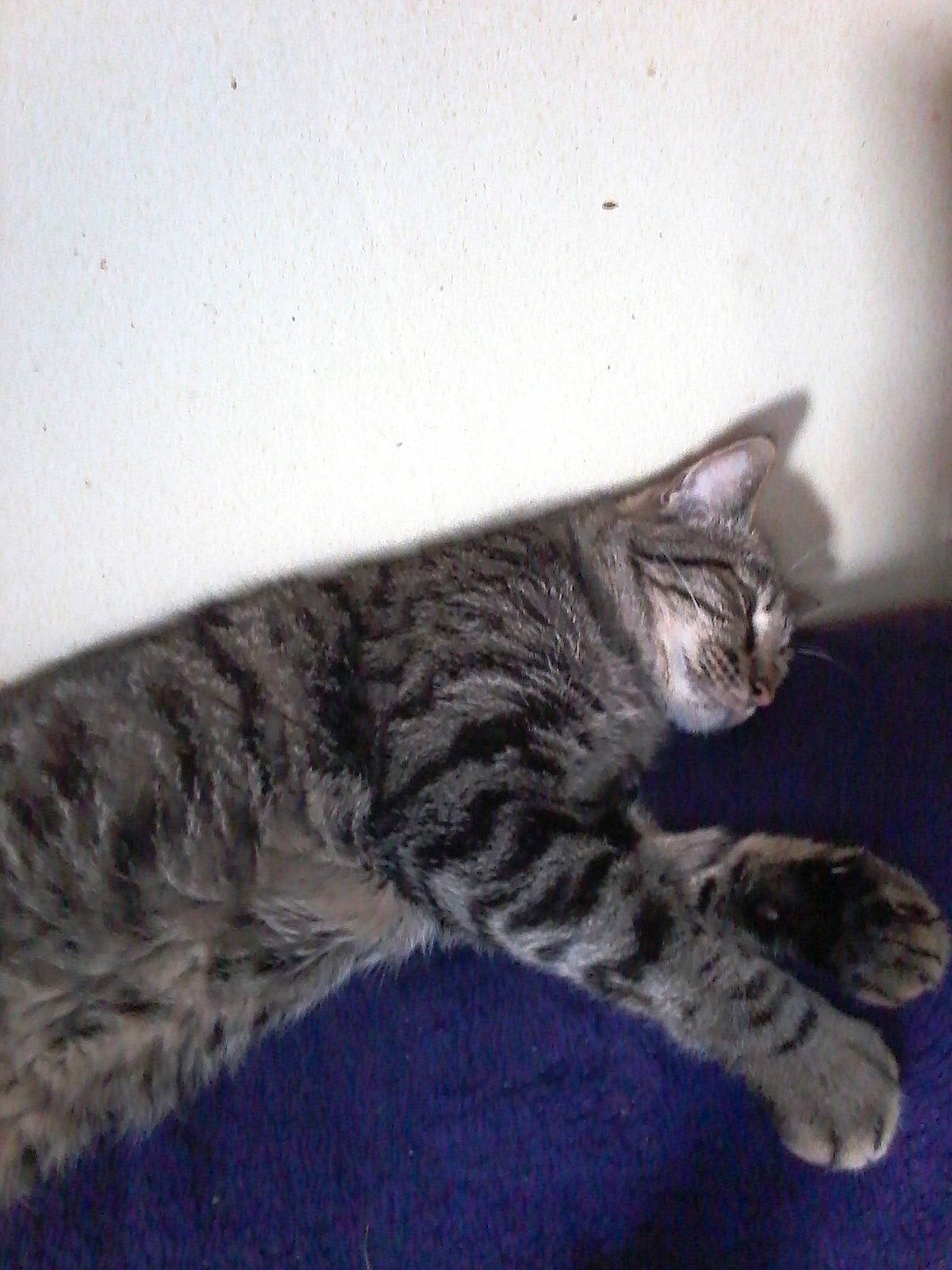 Azraelle participe au concours pour gagner de l'argent avec cette photo : american_shorthair, american_wirehair, asian, california_spangled, carnivore, cat, domestic_short_haired_cat, dragon_li, egyptian_mau, european_shorthair, felidae, kitten, mammal, ocicat, pixie_bob, small_to_medium_sized_cats, tabby_cat, tail, vertebrate, whiskers