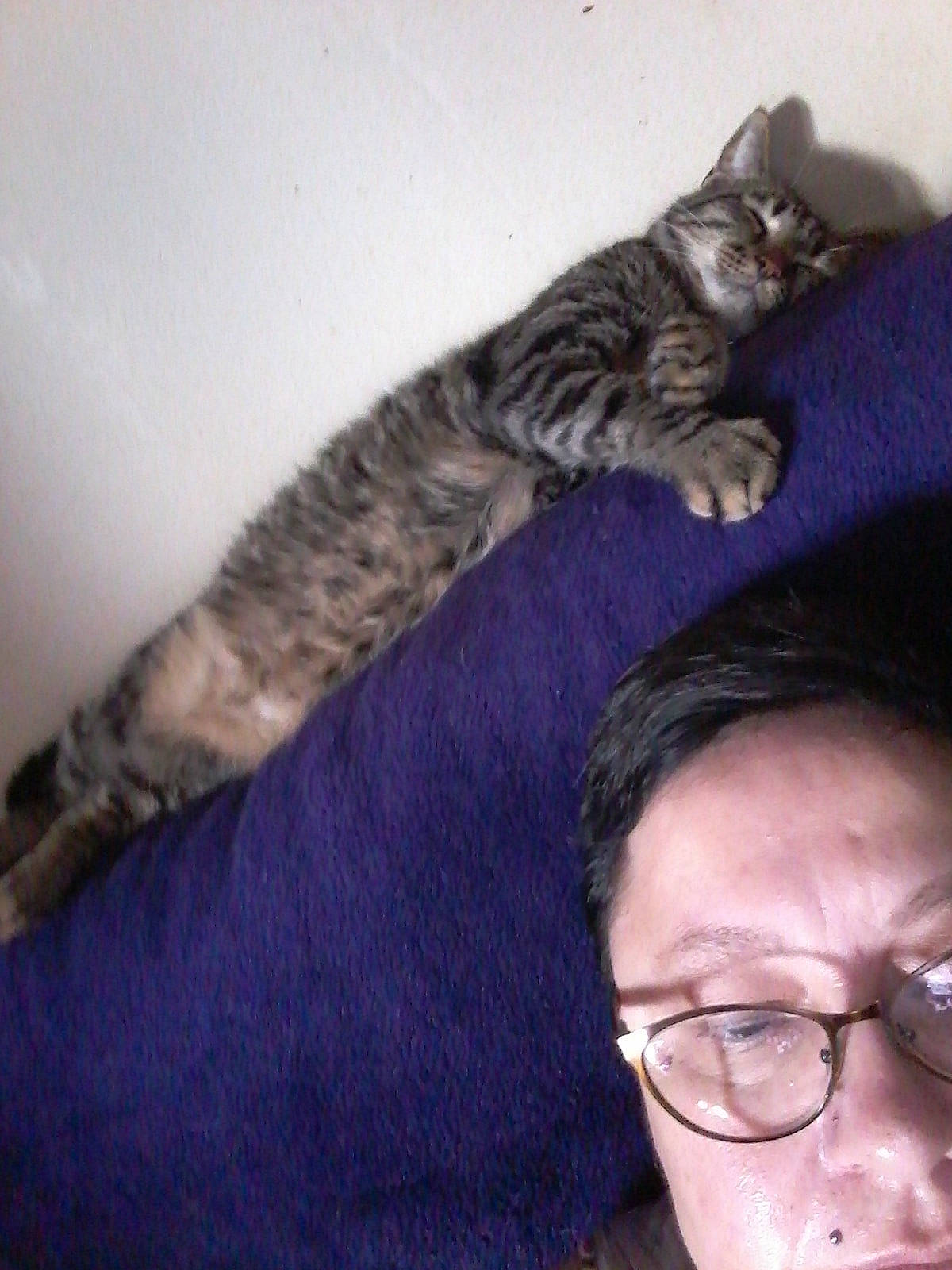 Azraelle participe au concours pour gagner de l'argent avec cette photo : asian, bengal, california_spangled, carnivore, cat, domestic_short_haired_cat, dragon_li, egyptian_mau, european_shorthair, felidae, fur, kitten, pixie_bob, small_to_medium_sized_cats, tabby_cat, tail, toyger, whiskers