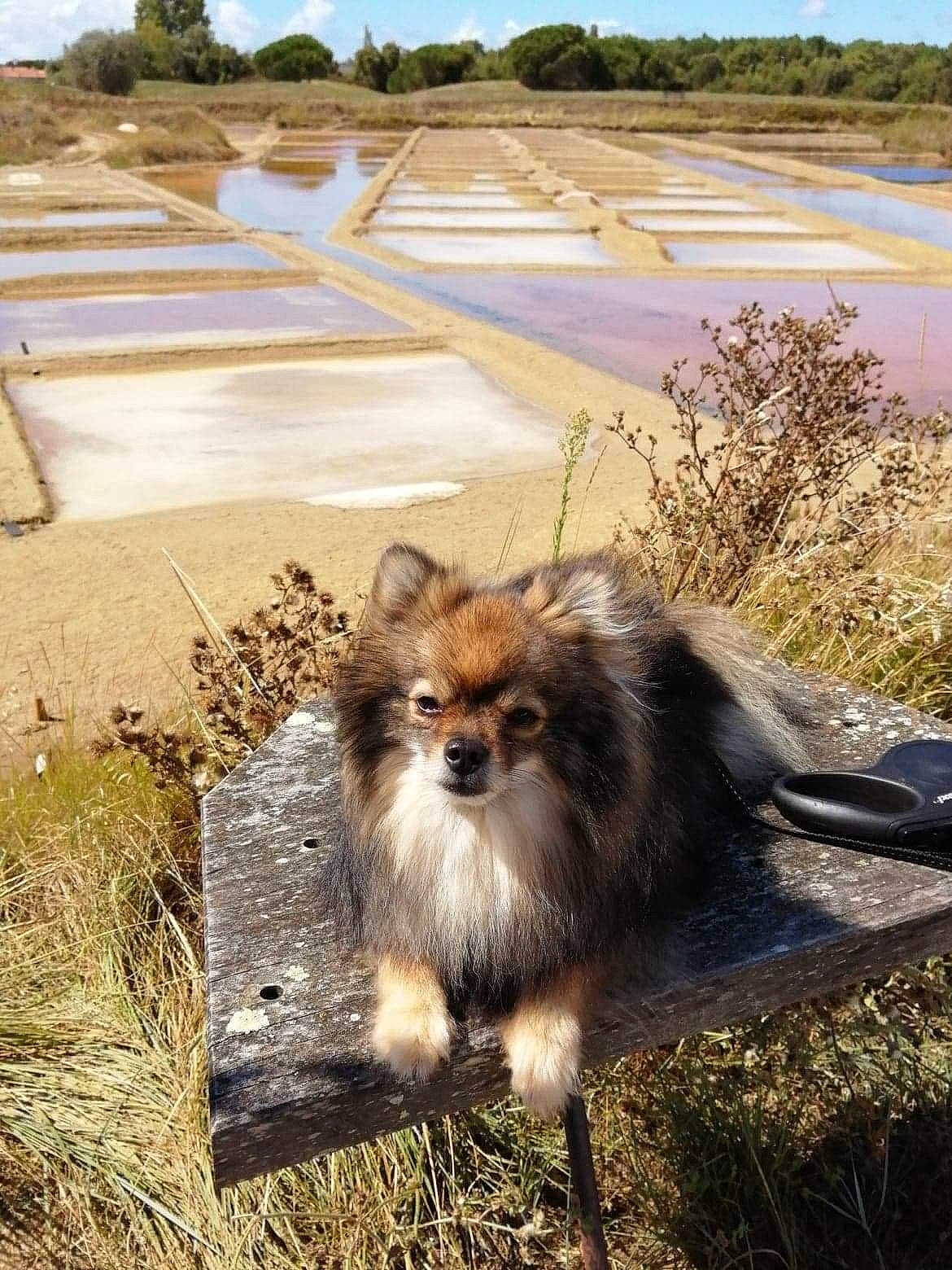 Gribouille a rejoint le concours — aidez-le/la à gagner de superbes lots ! canidae, carnivore, companion_dog, dog, dog_breed, fawn, fur, grass, landscape, plant, road_surface, sand, sky, snout, soil, sporting_group, tail, terrestrial_animal, toy_dog, whiskers