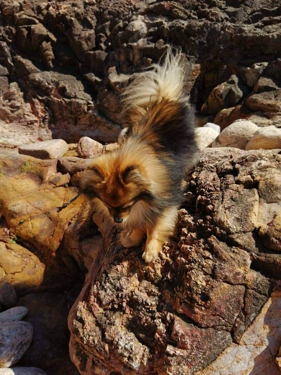 Gribouille a rejoint le concours — aidez-le/la à gagner de superbes lots ! bedrock, carnivore, dog, dog_breed, fawn, felidae, fur, goats, landscape, outcrop, rock, soil, terrestrial_animal, wildlife, wood