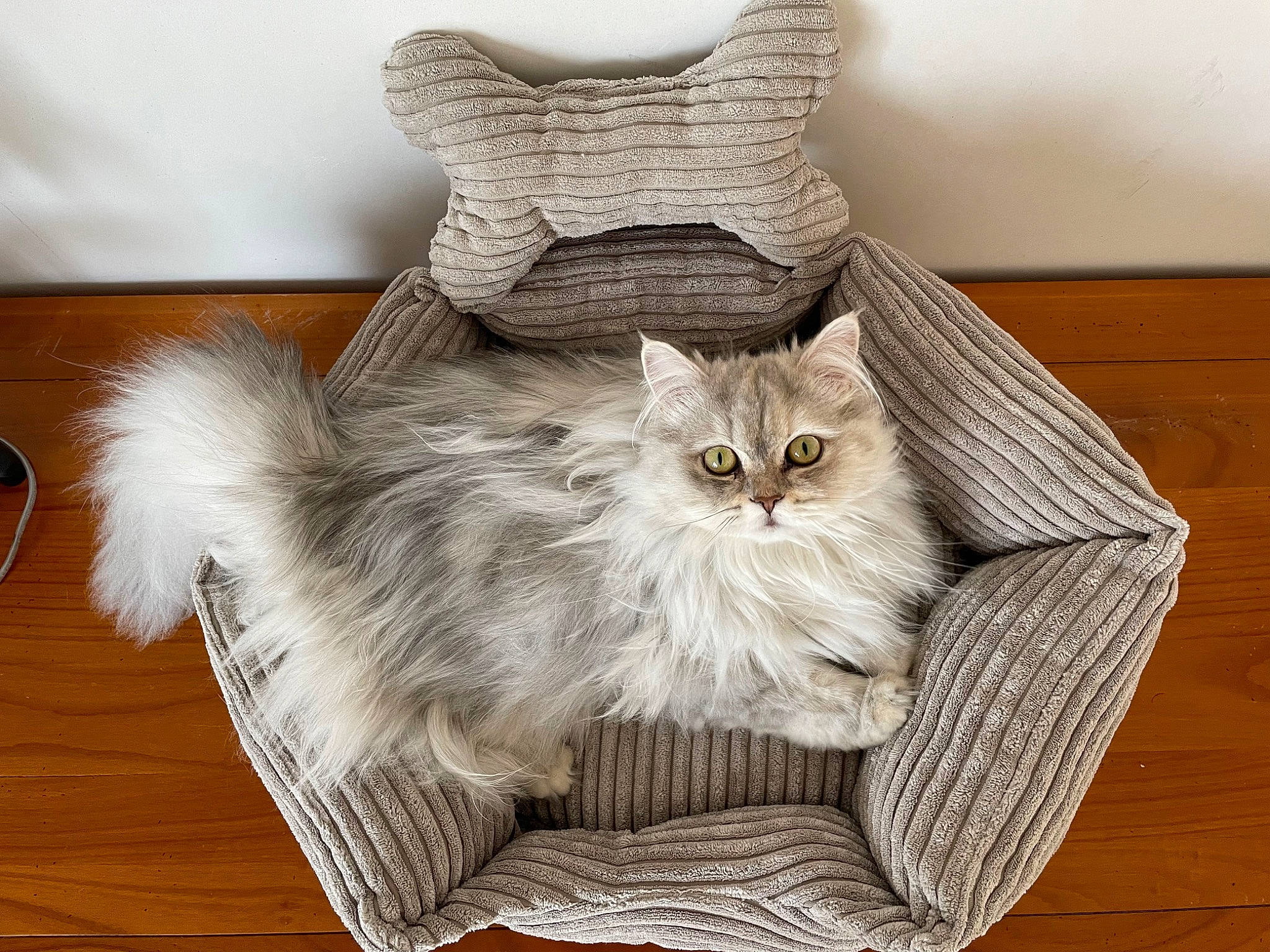 Summer participe au concours pour gagner de l'argent avec cette photo : bag, baggage, british_longhair, carnivore, cat, comfort, fashion_accessory, fawn, felidae, flooring, fur, grey, hardwood, luggage_and_bags, sitting, sleeve, small_to_medium_sized_cats, tail, whiskers, wood