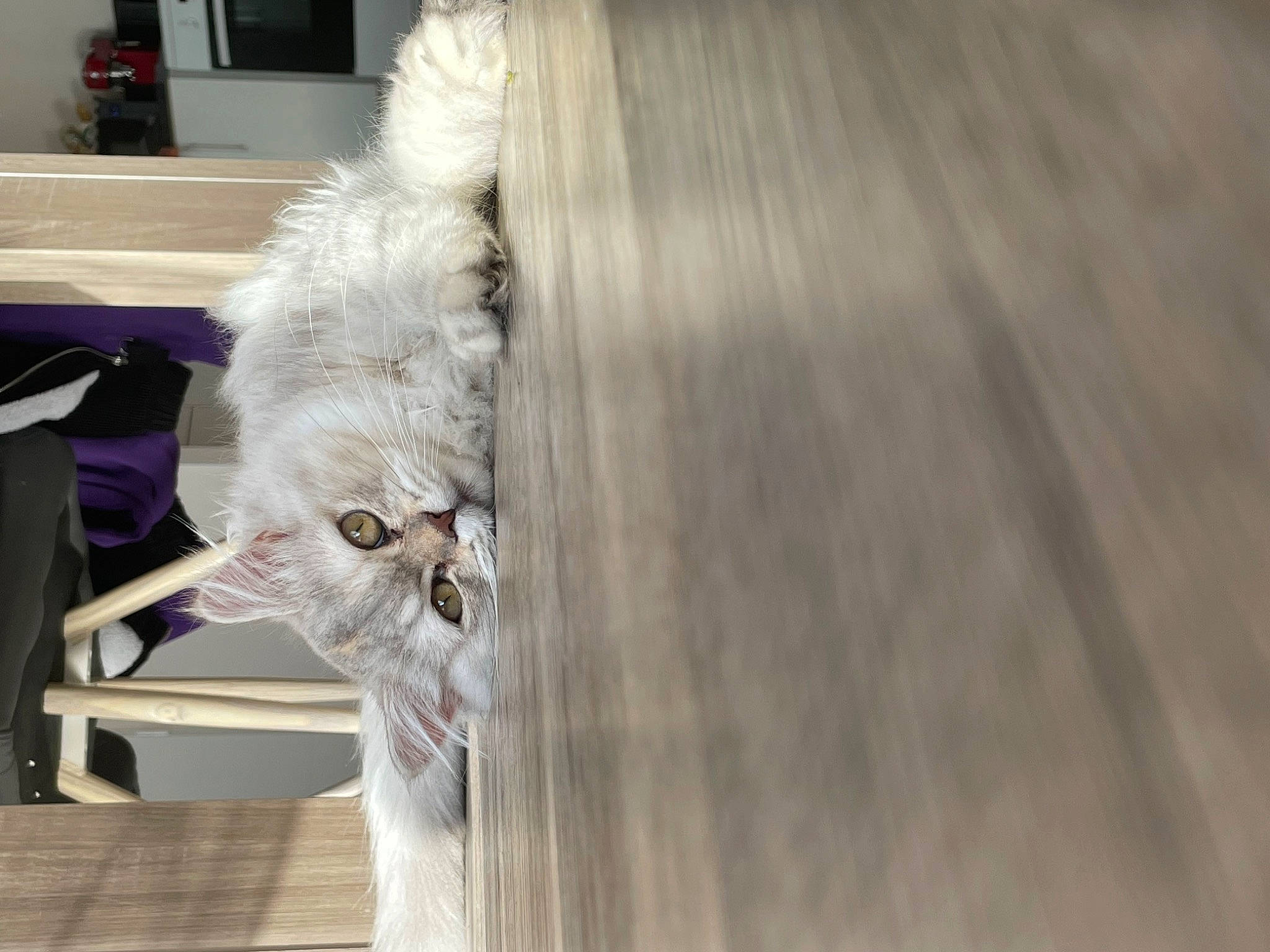 Summer participe au concours pour gagner de l'argent avec cette photo : carnivore, cat, companion_dog, felidae, floor, flooring, fur, grey, hardwood, laminate_flooring, mammal, plywood, ragdoll, room, small_to_medium_sized_cats, tail, whiskers, window, wood, wood_flooring