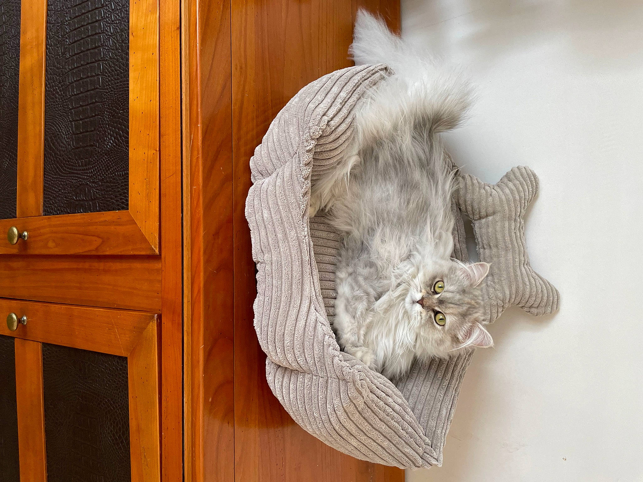 Summer a rejoint le concours — aidez-le/la à gagner de superbes lots ! cat, felidae, flooring, fur, hardwood, home_door, linens, pattern, plank, small_to_medium_sized_cats, tail, thread, twig, varnish, whiskers, wood, wood_flooring, wood_stain, wool, woolen