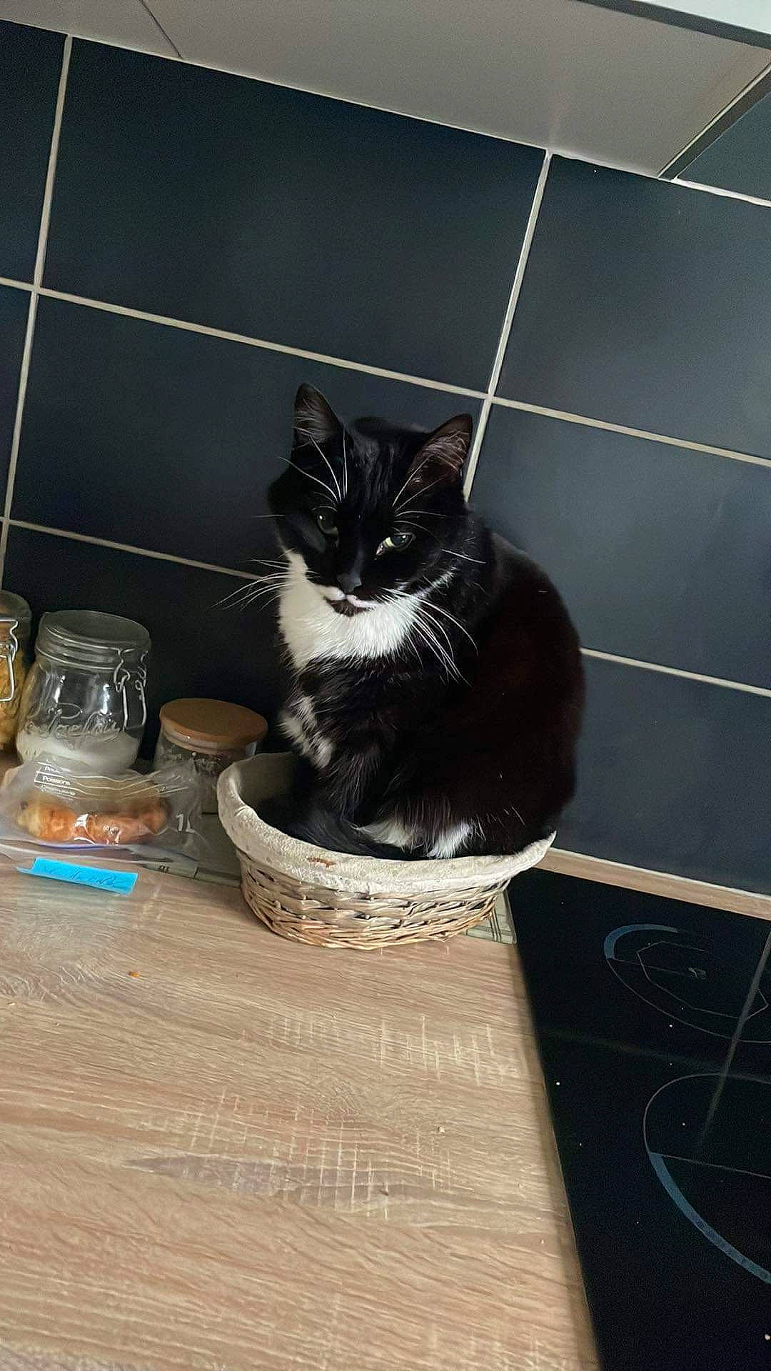 Pompom a rejoint le concours — aidez-le/la à gagner de superbes lots ! black_cat, carnivore, cat, cat_supply, domestic_short_haired_cat, felidae, floor, flooring, fur, grey, hardwood, pet_supply, room, serveware, small_to_medium_sized_cats, snout, tableware, tail, whiskers, wood