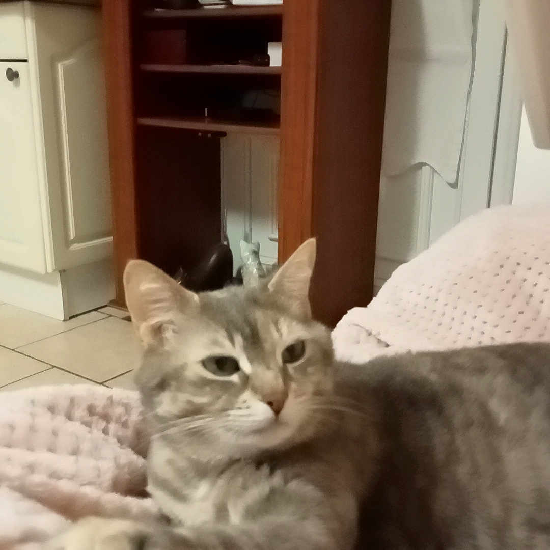 Moustiquaire