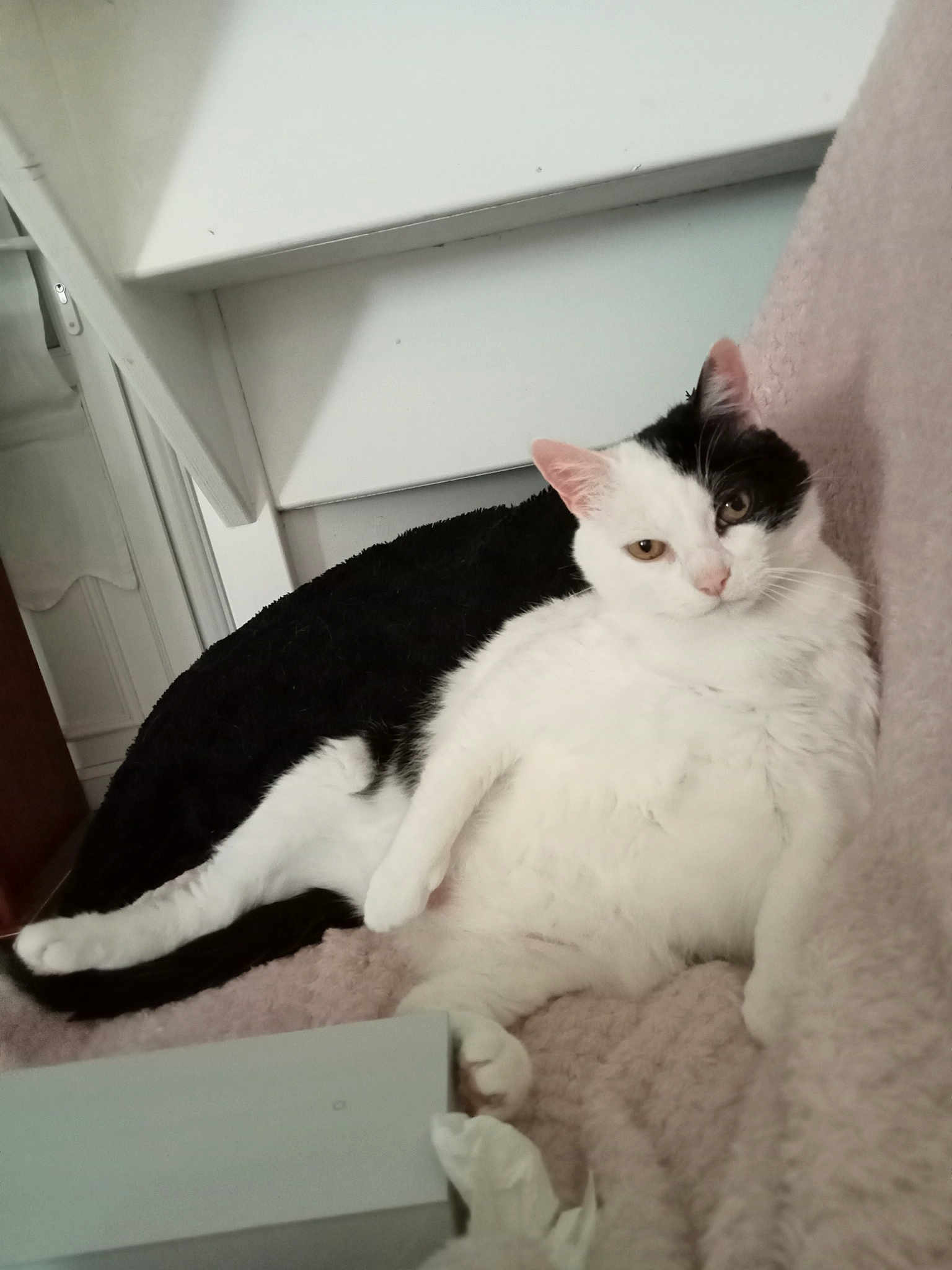 Câlin