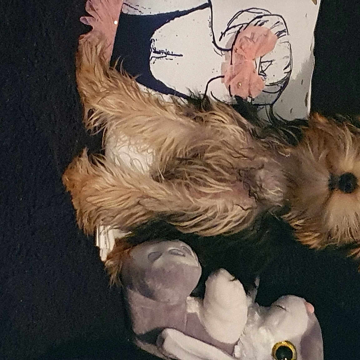 Upone participe au concours pour gagner de l'argent avec cette photo : art, beard, canidae, carnivore, companion_dog, dog, dog_breed, fawn, fictional_character, fur, gesture, painting, small_terrier, small_to_medium_sized_cats, snout, sporting_group, tail, terrier, toy_dog, whiskers