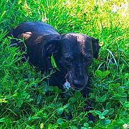 Léa a rejoint le concours — aidez-le/la à gagner de superbes lots ! animal, black_dog, canine, close_up, clover, daytime, dog, flora, grass, green_collar, greenery, leaf, lying_down, mammal, nature, outdoor, pet, relaxing, summer, sunlight