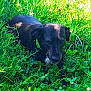 animal, black_dog, canine, close_up, clover, daytime, dog, flora, grass, green_collar, greenery, leaf, lying_down, mammal, nature, outdoor, pet, relaxing, summer, sunlight