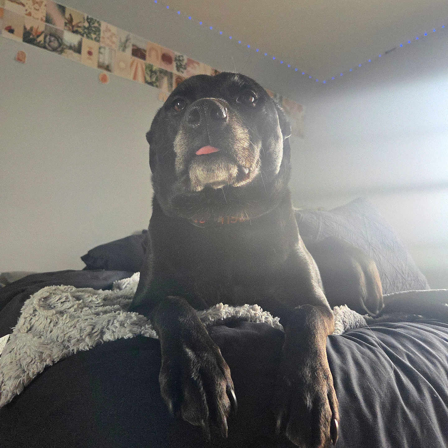 Daisy is registered to the contest to win money with this photo: animal, bed, bedroom, bulldog, canine, couch, dog, face, furniture, head, hound, indoors, interiordesign, labradorretriever, person, pet, pitbull, pug, puppy, room