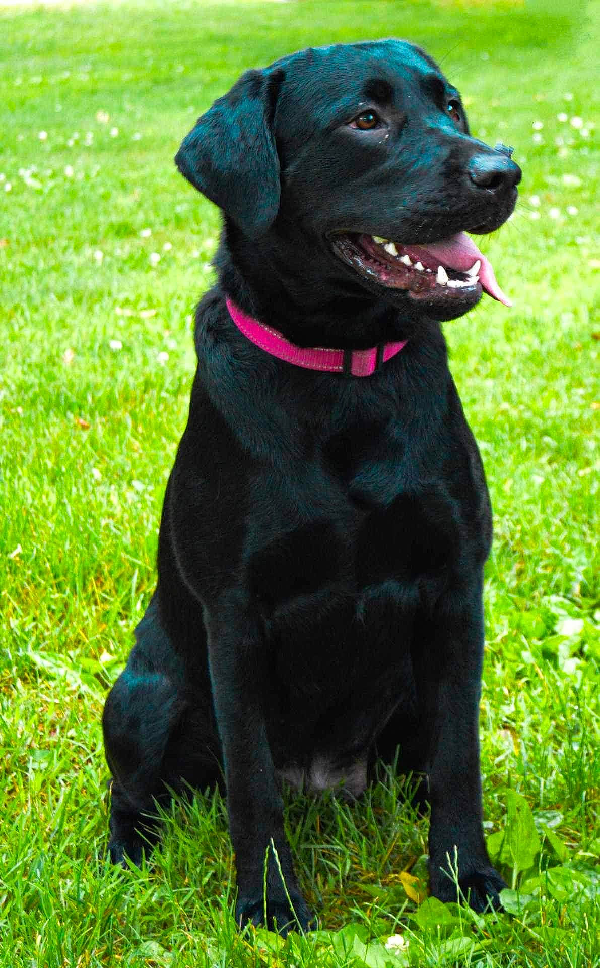 Journee joined the competition — help win amazing prizes! borador, canidae, carnivore, collar, companion_dog, dog, dog_breed, dog_collar, fur, grass, groundcover, gun_dog, liver, plant, retriever, snout, sporting_group, terrestrial_animal, whiskers, working_animal