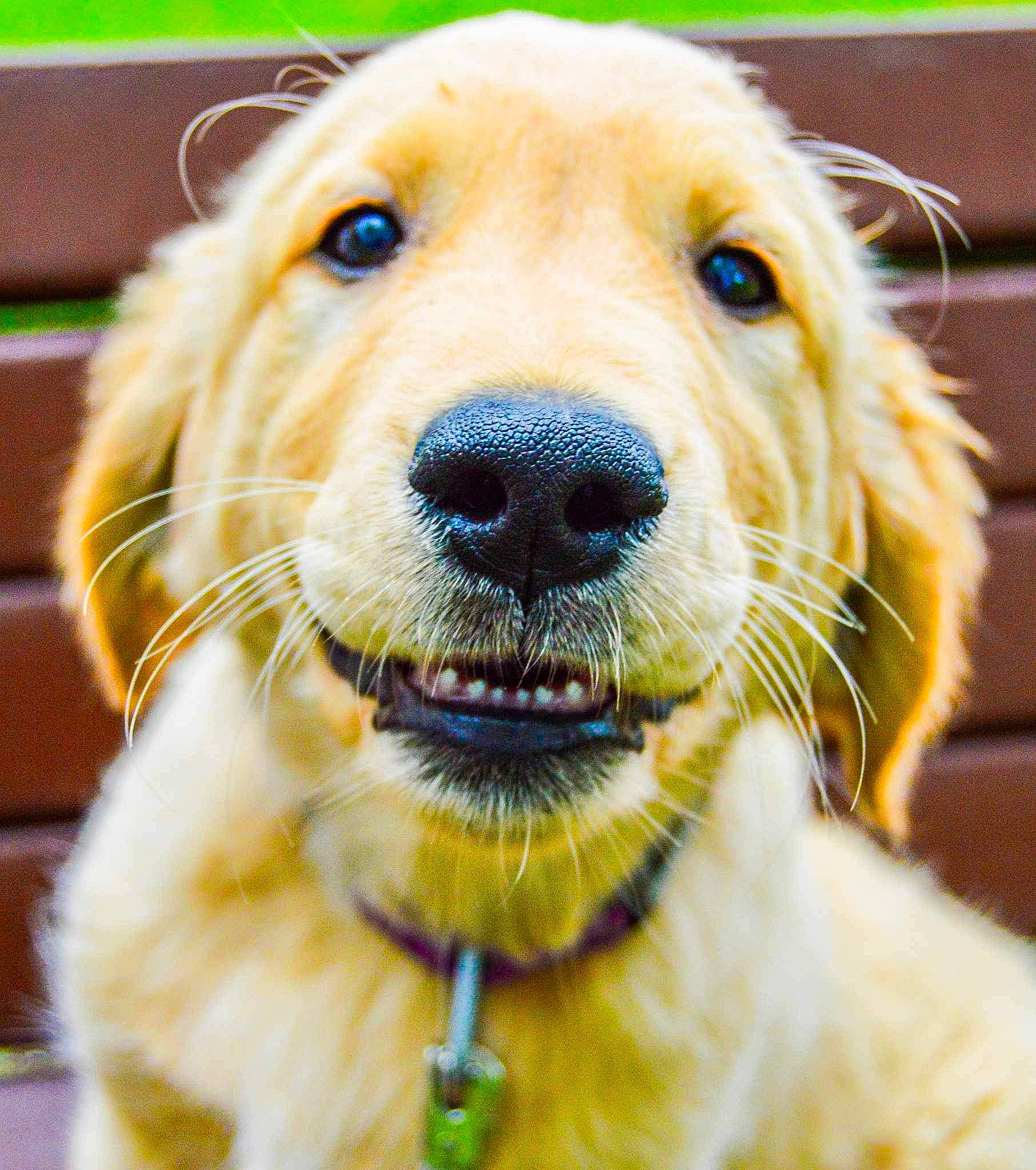 Sydnee is registered to the contest to win money with this photo: canidae, carnivore, collar, companion_dog, dog, dog_breed, dog_collar, dog_supply, fawn, fur, golden_retriever, happy, leash, personal_protective_equipment, pet_supply, plant, snout, sporting_group, whiskers, working_animal